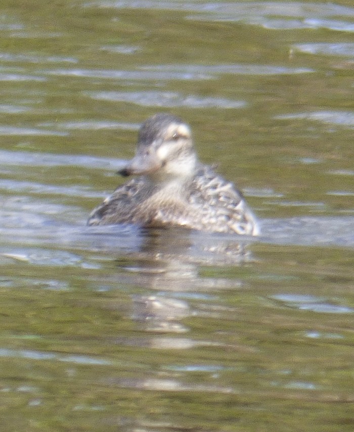 Garganey