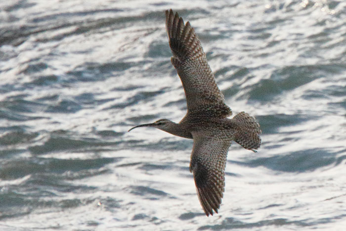 Hudsonian Whimbrel