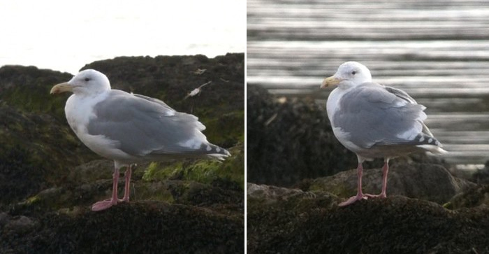 Glaucous-winged Gull