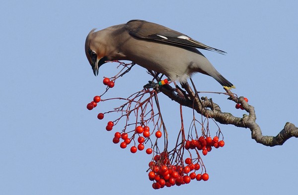 Waxwing