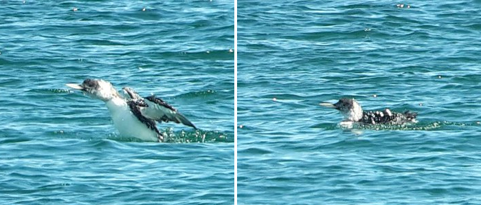 White-billed Diver