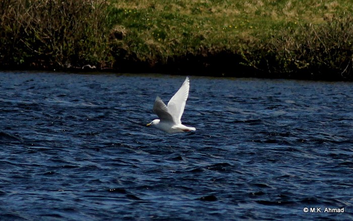 Kumlien's Gull