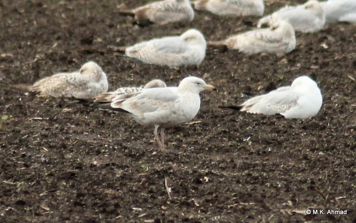 American Herring Gull