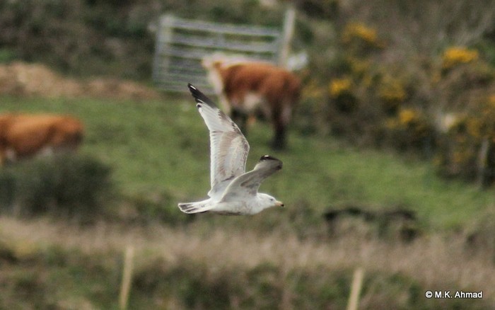 American Herring Gull