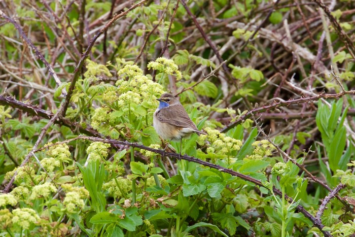 White-spotted Bluethroat
