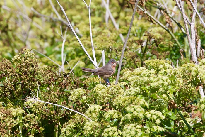 Western Subalpine Warbler