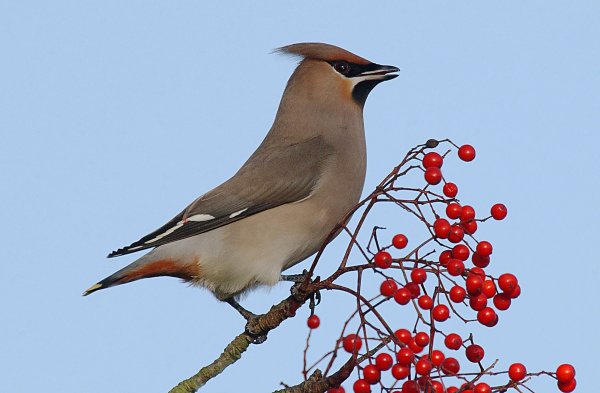Waxwing