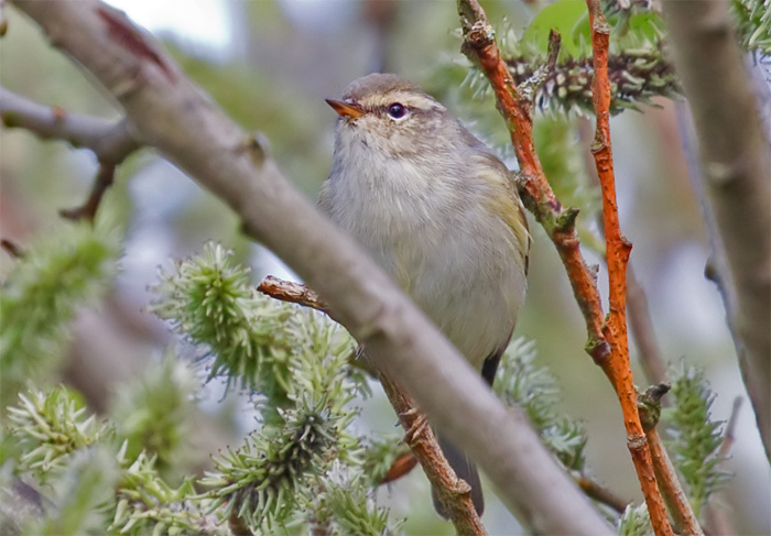 Yellow-browed Warbler