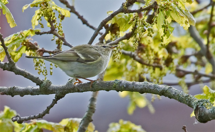 Yellow-browed Warbler