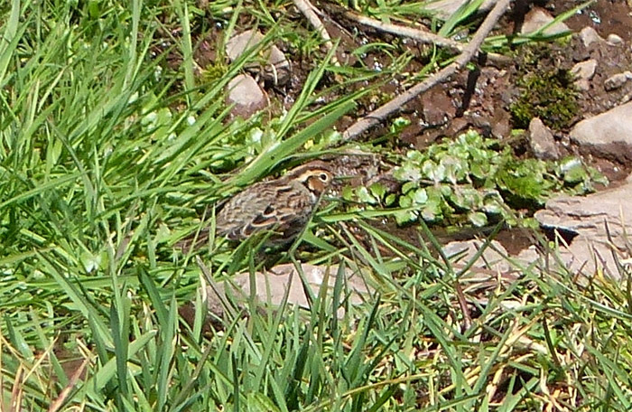 Little Bunting
