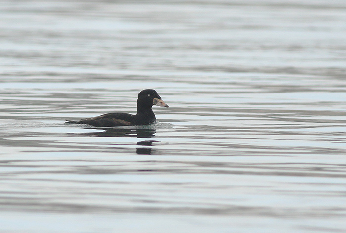 Surf Scoter