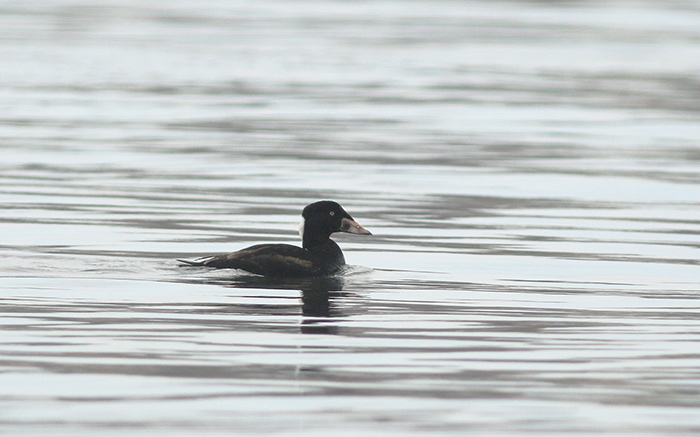 Surf Scoter