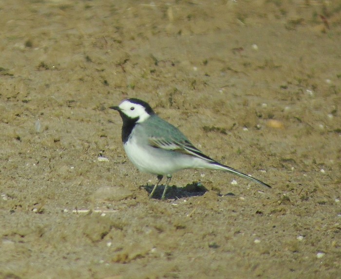 White Wagtail