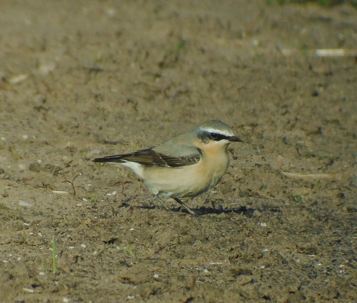 Wheatear