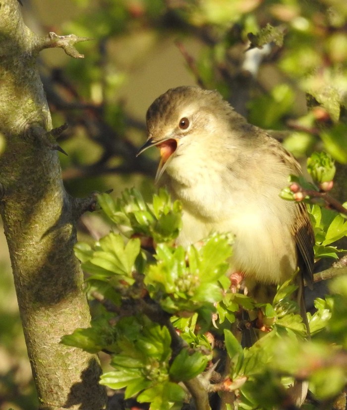 Grasshopper Warbler