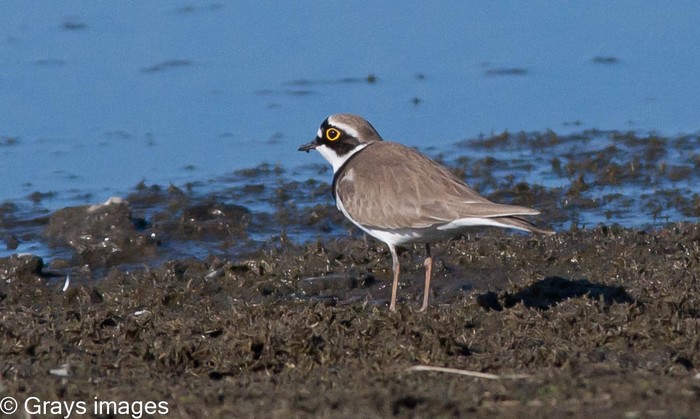 Little Ringed Plover