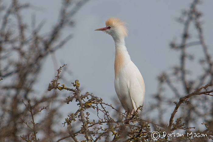 Cattle Egret