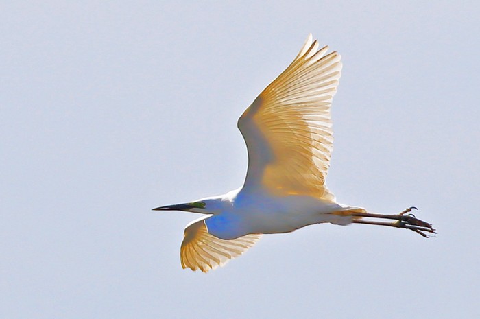 Great White Egret