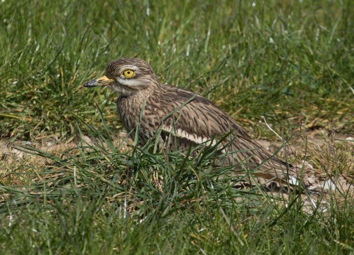 Stone Curlew