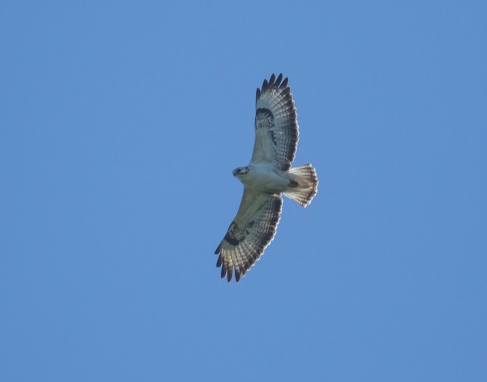 Buzzard