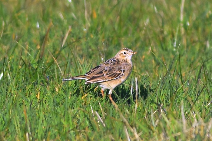Richard's Pipit