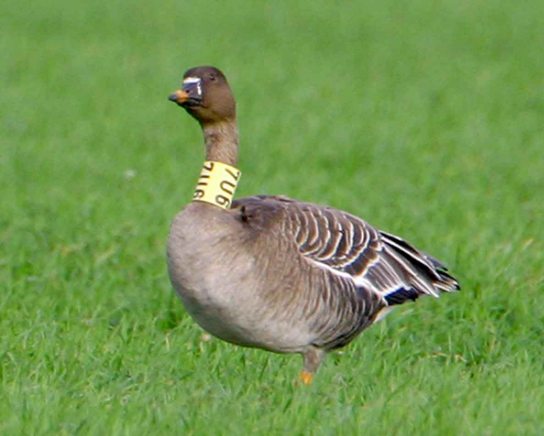Tundra Bean Goose