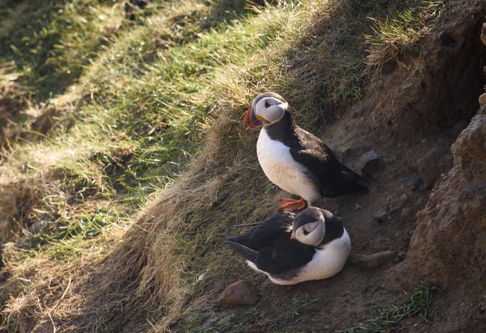 Puffin