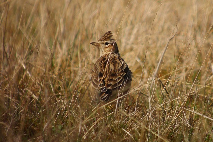 Skylark