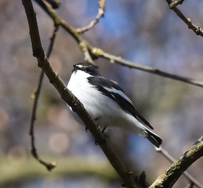 Pied Flycatcher