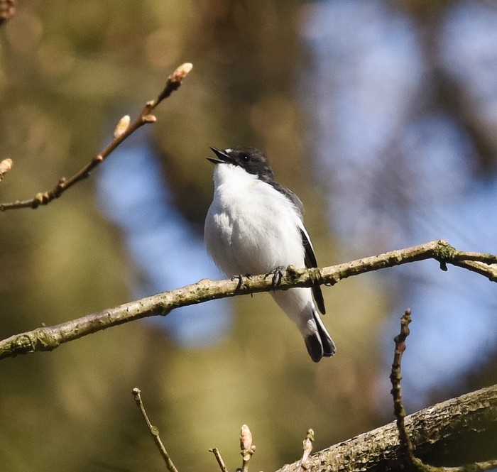 Pied Flycatcher