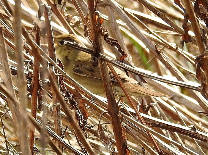 Grasshopper Warbler