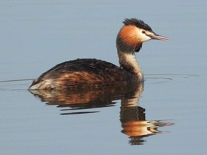 Great Crested Grebe