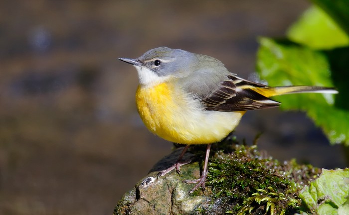 Grey Wagtail
