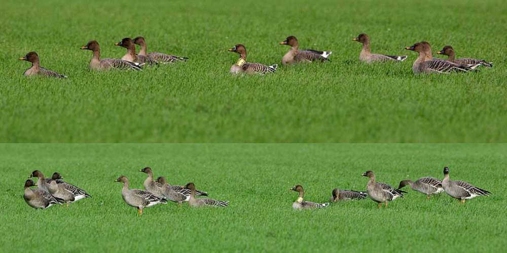 Tundra Bean Goose
