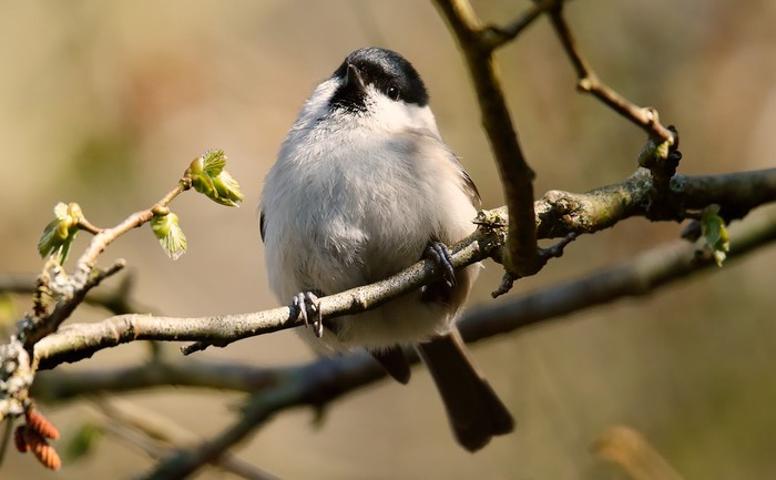 Marsh Tit