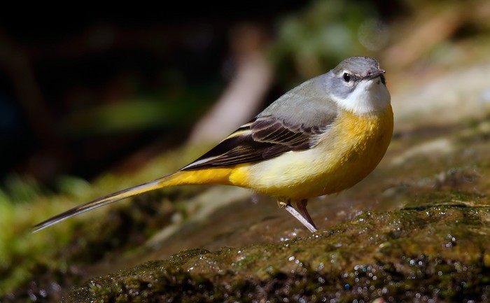 Grey Wagtail