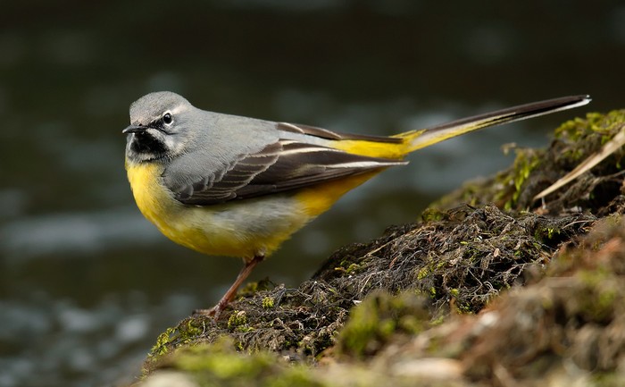 Grey Wagtail