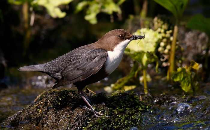 Dipper
