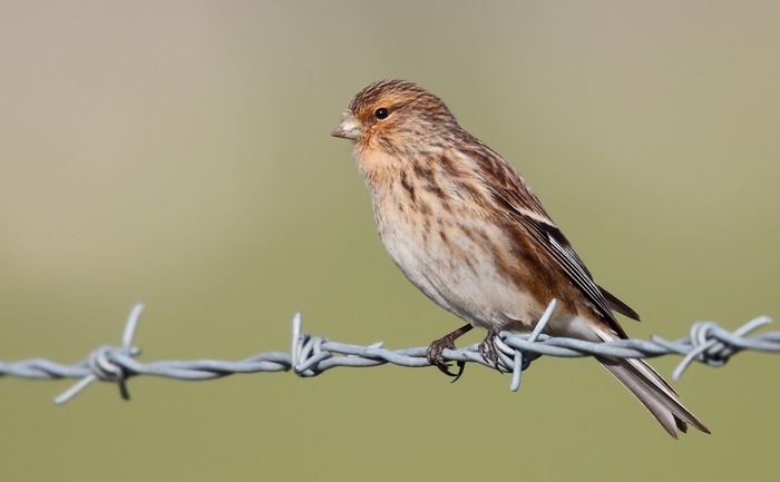 Twite