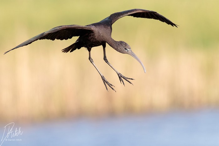 Glossy Ibis