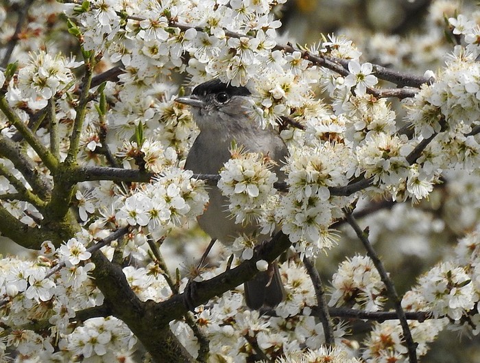 Blackcap