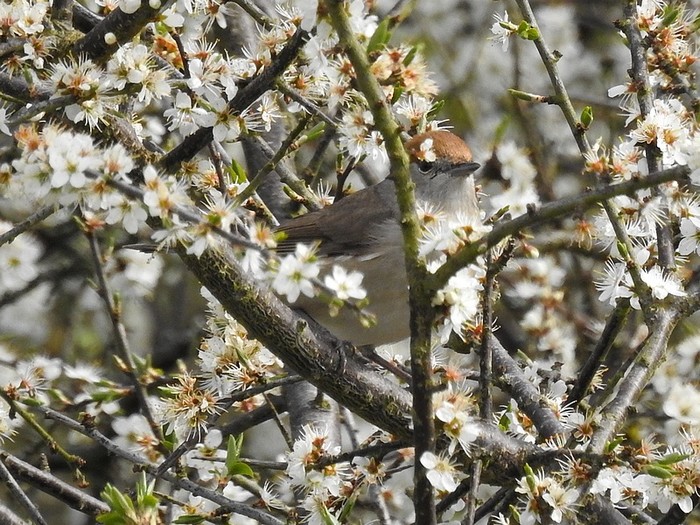 Blackcap