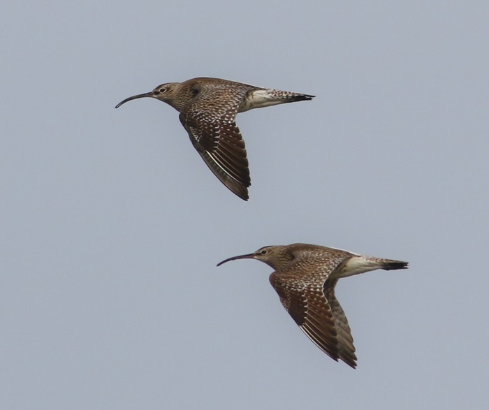Whimbrel