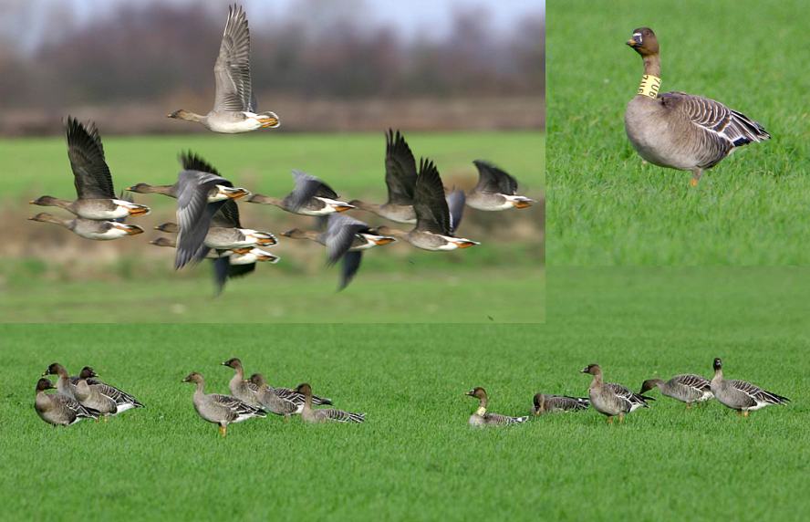 Tundra Bean Goose