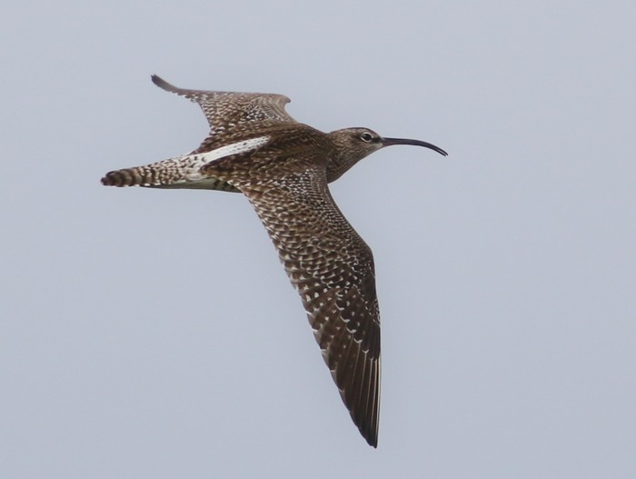 Whimbrel