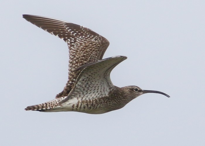 Whimbrel