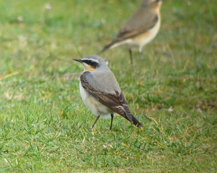 Wheatear