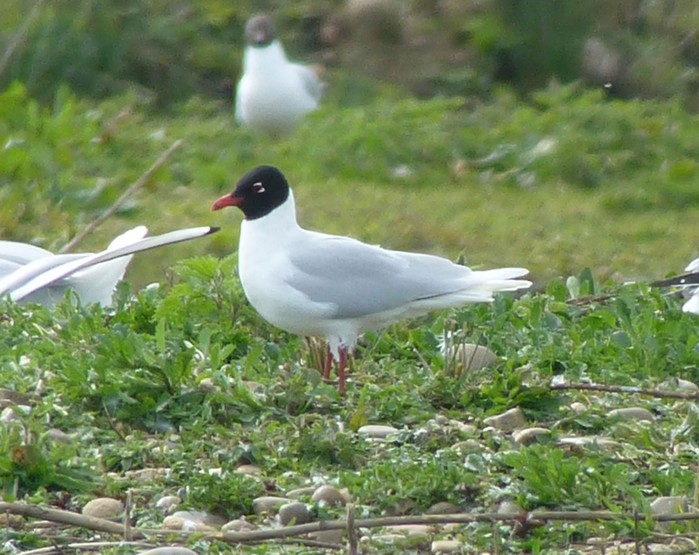 Mediterranean Gull