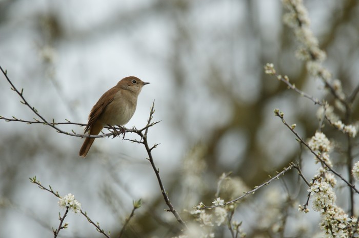 Nightingale