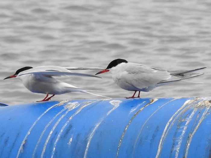 Common Tern